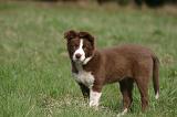 BORDER COLLIE 1561